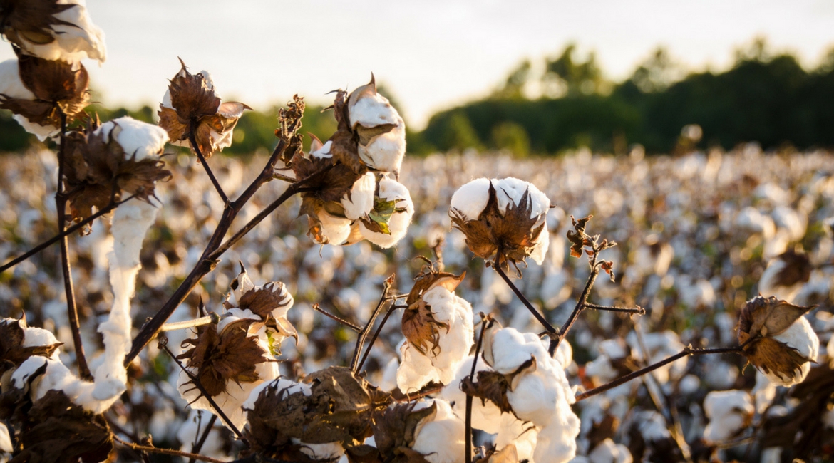 I vari usi del cotone