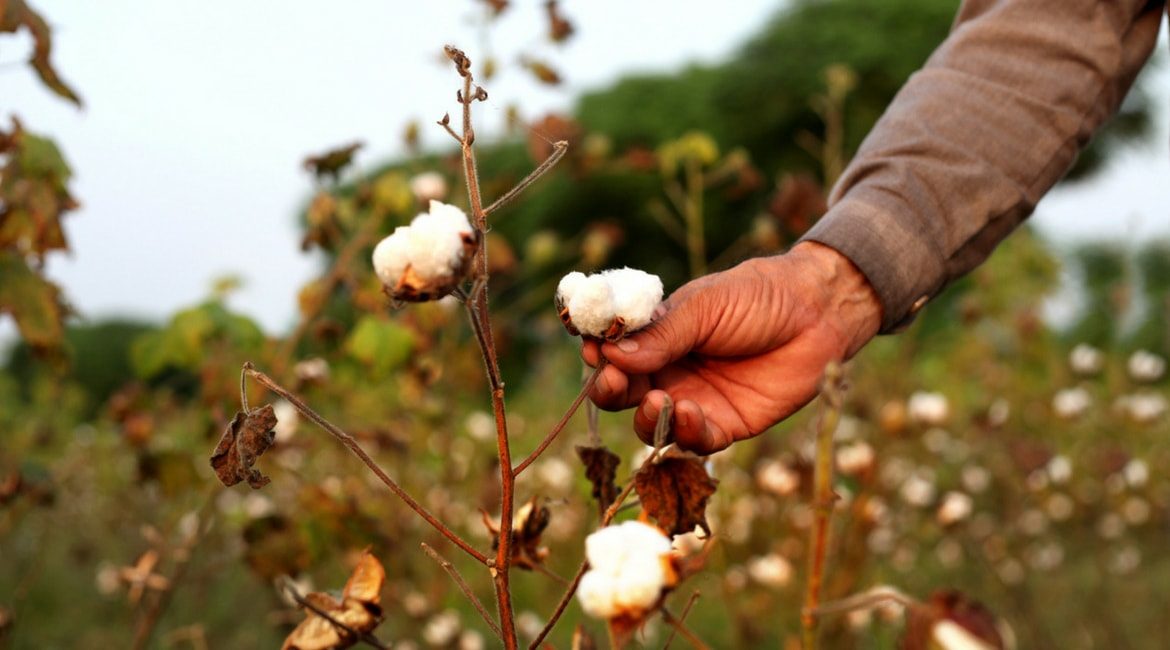 Ecco perché il cotone è il tessuto più usato dalle aziende