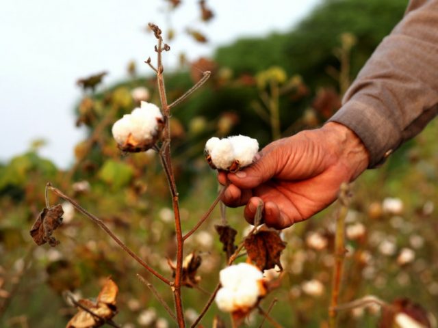 Ecco perché il cotone è il tessuto più usato dalle aziende