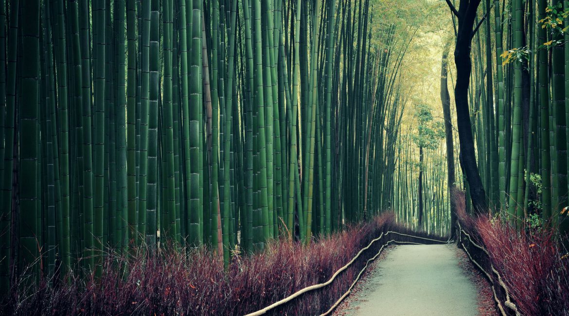 Tutto quello che c’è da sapere sui gadget in bambù