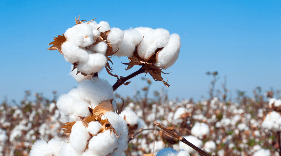 Cotone biologico Vs cotone tradizionale: quale scegliere