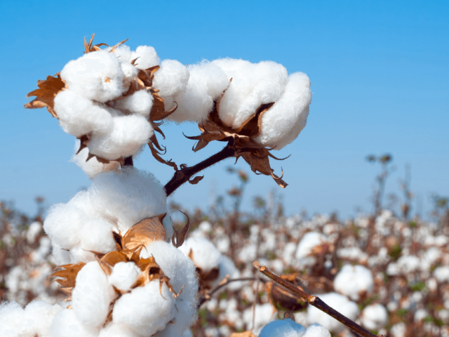 Cotone biologico Vs cotone tradizionale: quale scegliere