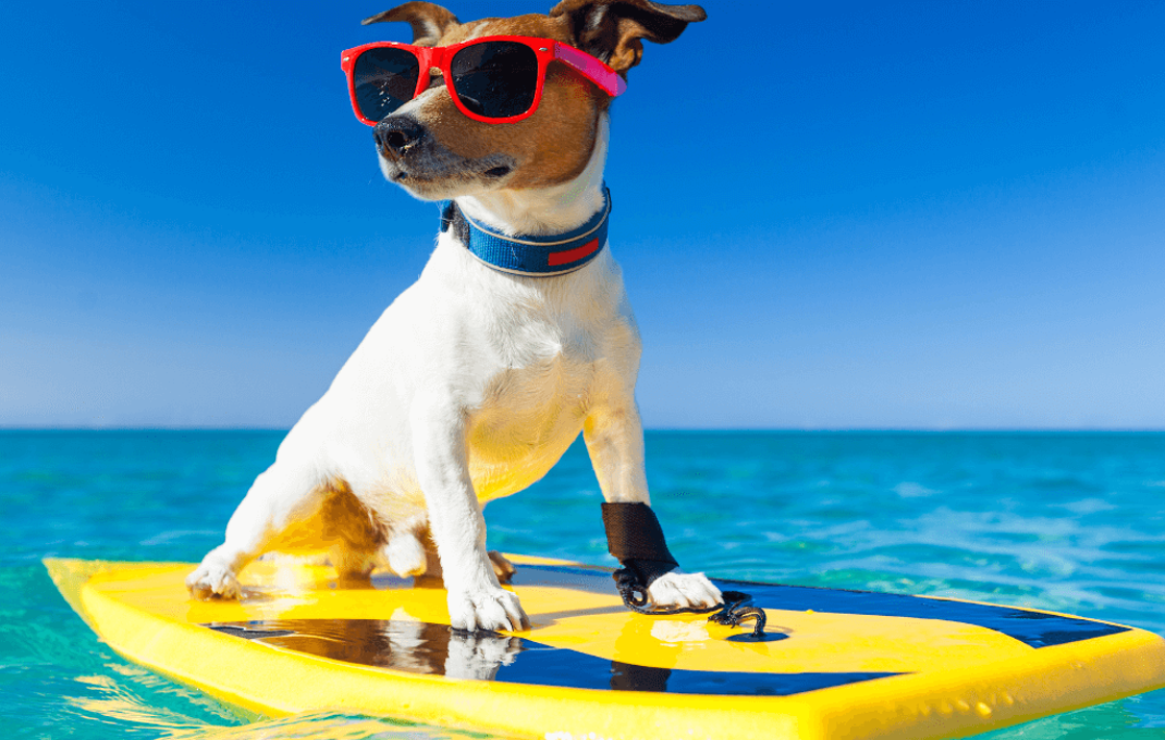 Gadget indispensabili per portare cane al mare