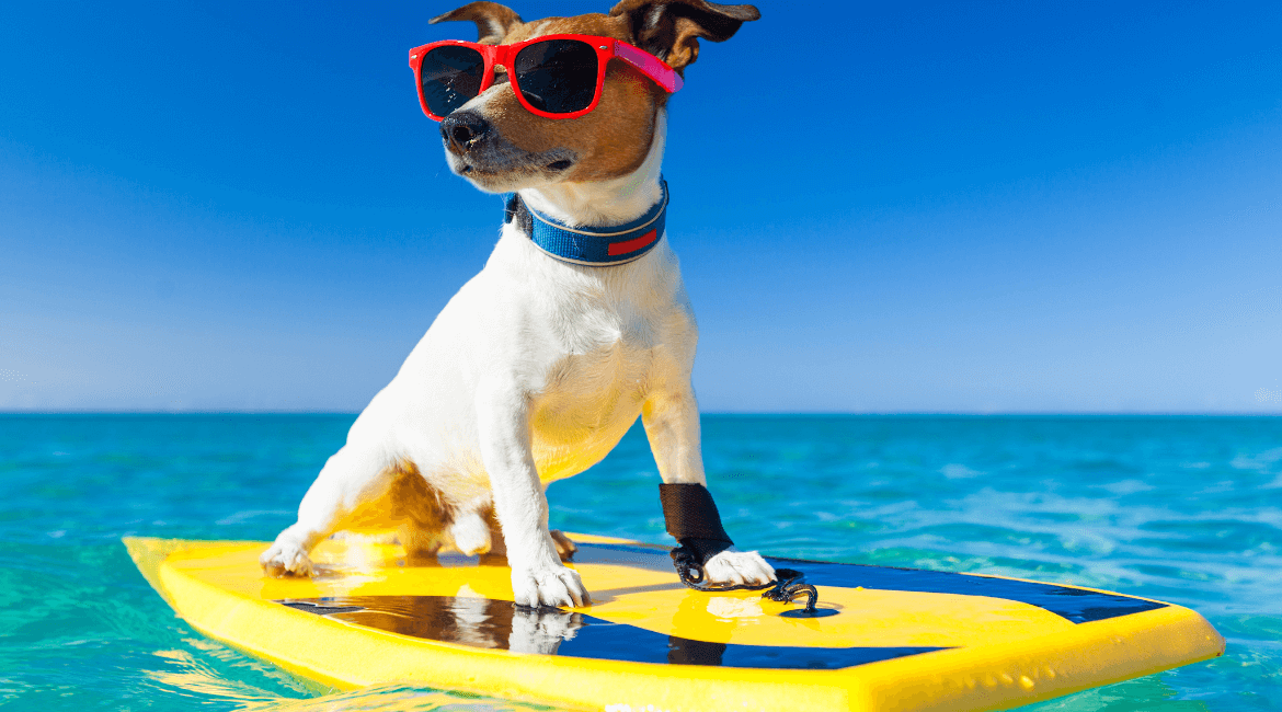 Al mare con il cane: gli accessori indispensabili