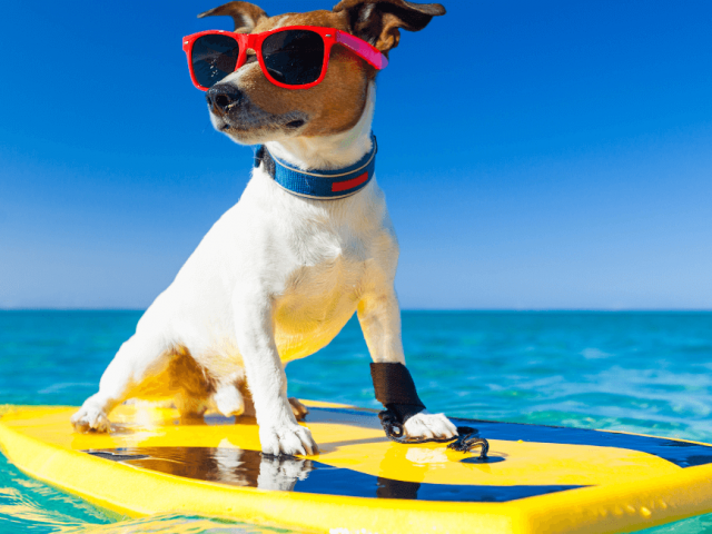 Al mare con il cane: gli accessori indispensabili