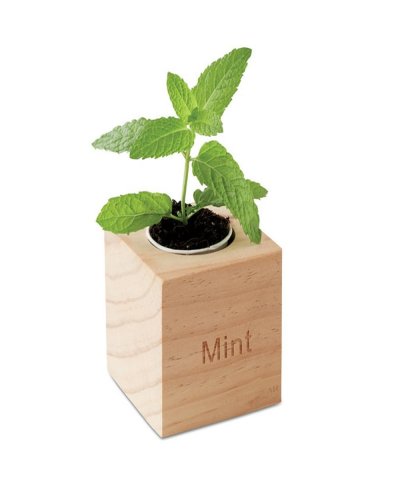 MENTA