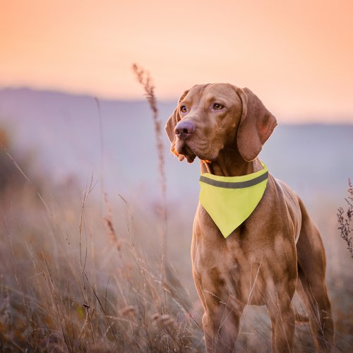 Collare Bandana Bipols Giallo