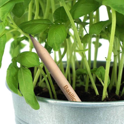 Matita sprout in legno sostenibile con mina in grafite