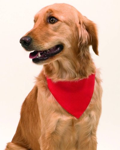 Collare Bandana Roco