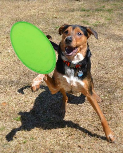 Frisbee Watson