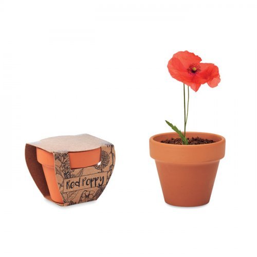 Terracotta-topf mohnblume