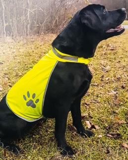 Gilet di sicurezza ad alta visibilità per cani