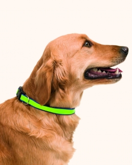 Collare Catarifrangente Muttley